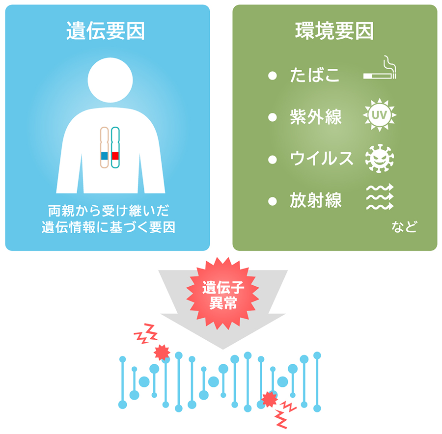 遺伝要因 両親から受け継いだ遺伝情報に基づく要因 環境要因 たばこ 紫外線 ウイルス 放射線など