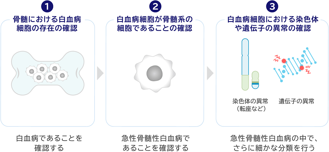 1.骨髄における白血病細胞の存在の確認 白血病であることを確認する 2.白血病細胞が骨髄系の細胞であることの確認 急性骨髄性白血病であることを確認する 3.白血病細胞における染色体や遺伝子の異常の確認 急性骨髄性白血病の中で、さらに細かな分類を行う