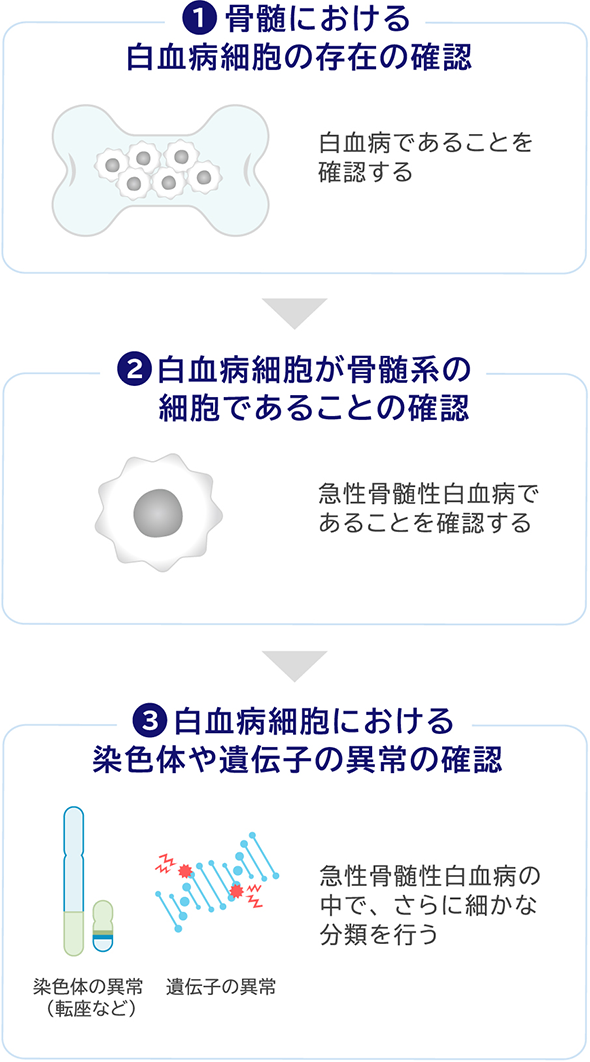 1.骨髄における白血病細胞の存在の確認 白血病であることを確認する 2.白血病細胞が骨髄系の細胞であることの確認 急性骨髄性白血病であることを確認する 3.白血病細胞における染色体や遺伝子の異常の確認 急性骨髄性白血病の中で、さらに細かな分類を行う