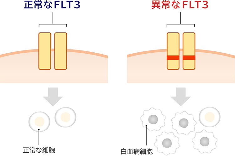正常なFLT3 正常な細胞 異常なFLT3 白血病細胞