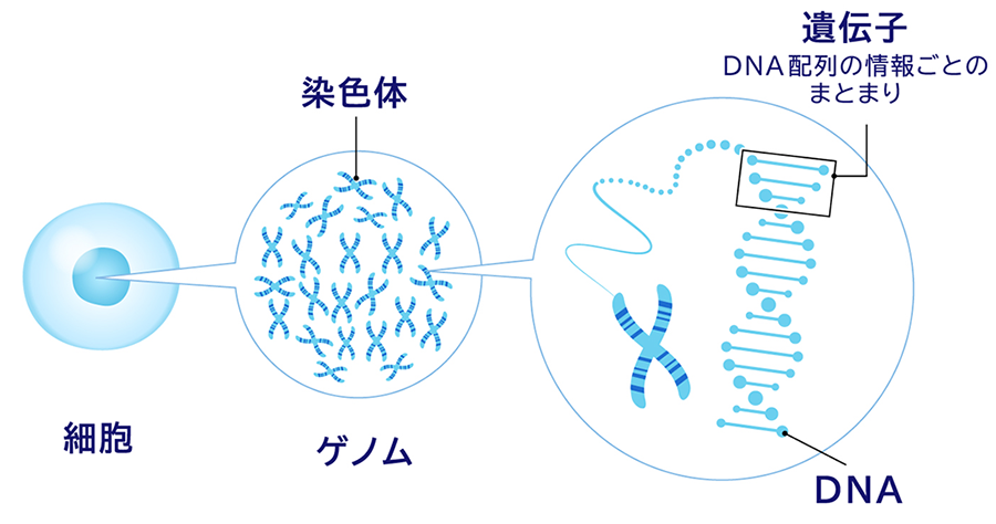 細胞 染色体 ゲノム 遺伝子 DNA配列の情報ごとのまとまり DNA