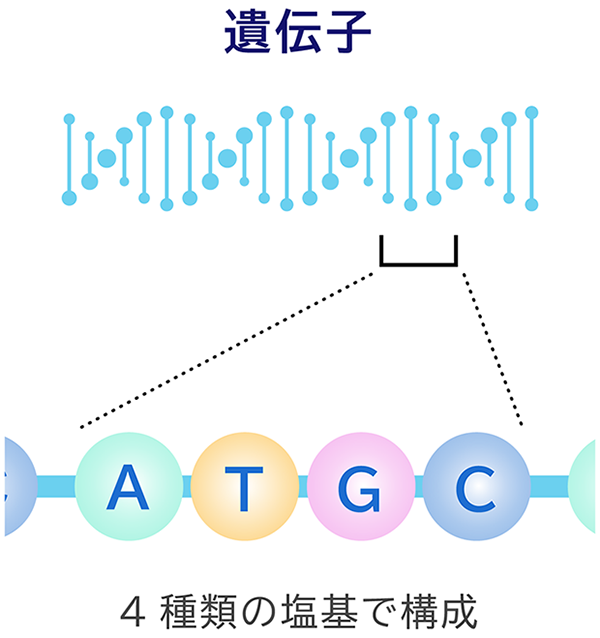 遺伝子 4種類の塩基で構成