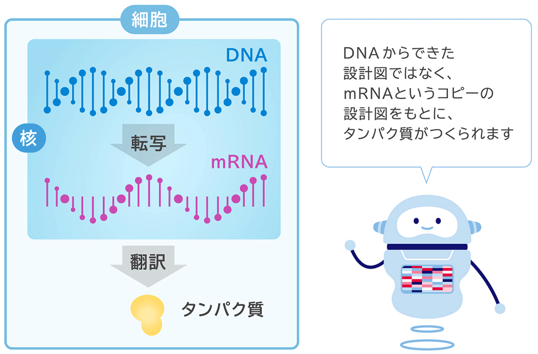 細胞 DNA 核 転写 mRNA 翻訳 タンパク質 DNAからできた設計図ではなく、mRNAというコピーの設計図をもとに、タンパク質がつくられます