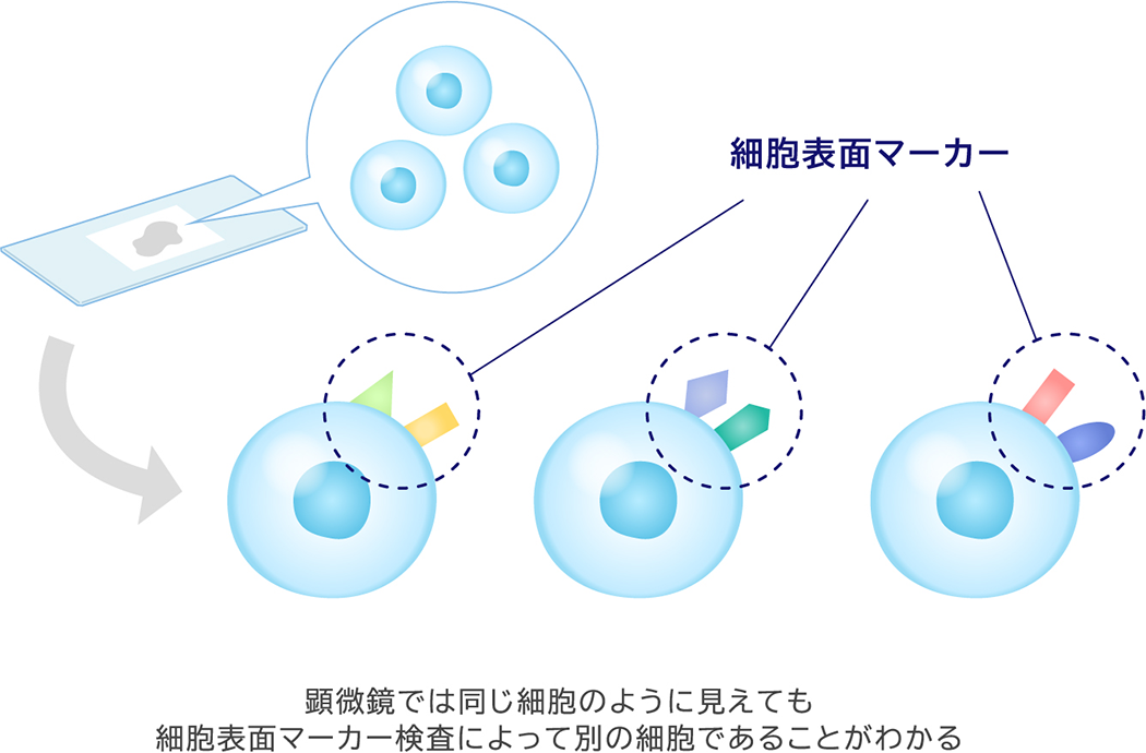 顕微鏡では同じ細胞のように見えても細胞表面マーカー検査によって別の細胞であることがわかる