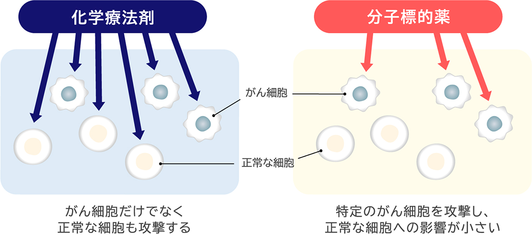 化学療法剤 がん細胞だけでなく正常な細胞も攻撃する 分子標的藥 特定のがん細胞を攻撃し、正常な細胞への影響が小さい