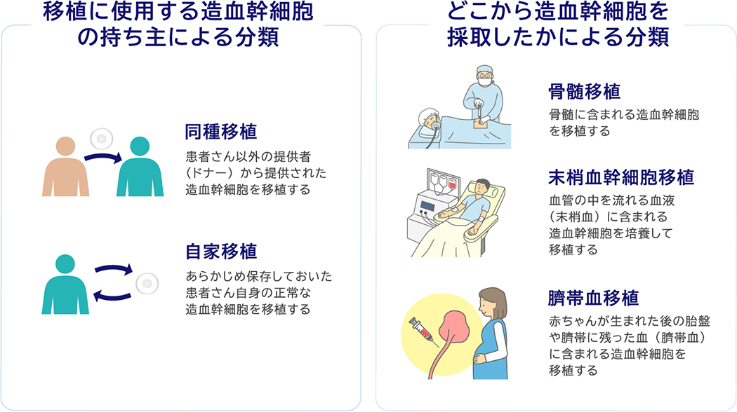 移植に使用する造血幹細胞の持ち主による分類 同種移植 患者さん以外の提供者（ドナー）から提供された造血幹細胞を移植する 自家移植 あらかじめ保存しておいた患者さん自身の正常な造血幹細胞を移植する どこから造血幹細胞を採取したかによる分類 骨髄移植 骨髄に含まれる造血幹細胞を移植する 末梢血幹細胞移植 血管の中を流れる血液（末梢血）に含まれる造血幹細胞を培養して移植する 臍帯血移植 赤ちゃんが生まれた後の胎盤や臍帯に残った血（臍帯血）に含まれる造血幹細胞を移植する