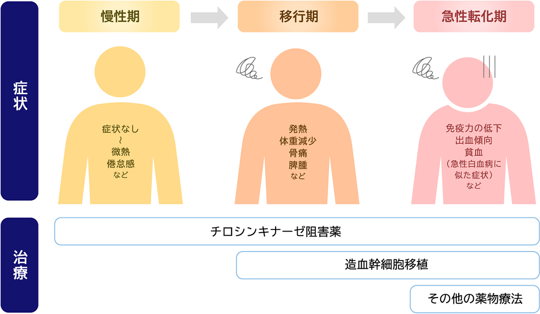 症状 慢性期 症状なし～微熱 倦怠感 など 移行期 発熱 体重減少 骨痛 脾腫 など 急性転化期 免疫力の低下 出血傾向 貧血（急性白血病に似た症状） など 治療 チロシンキナーゼ阻害薬 造血幹細胞移植 その他の薬物療法