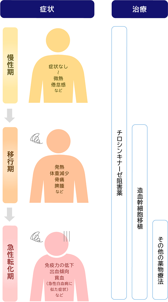 症状 慢性期 症状なし～微熱 倦怠感 など 移行期 発熱 体重減少 骨痛 脾腫 など 急性転化期 免疫力の低下 出血傾向 貧血（急性白血病に似た症状） など 治療 チロシンキナーゼ阻害薬 造血幹細胞移植 その他の薬物療法