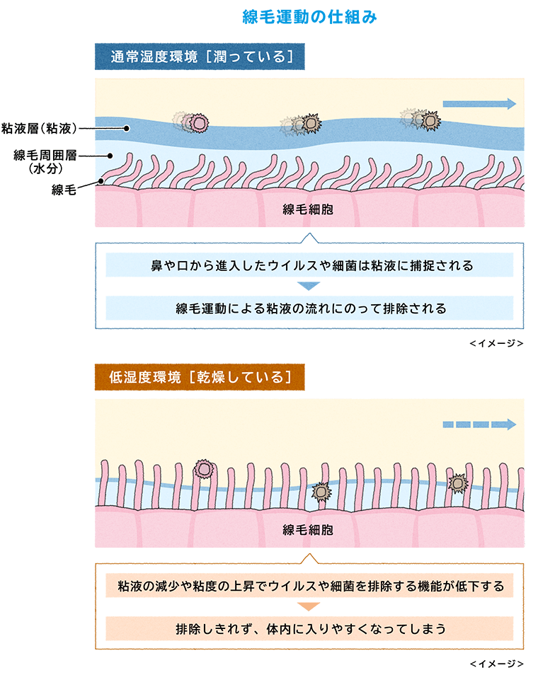 線毛運動の仕組み