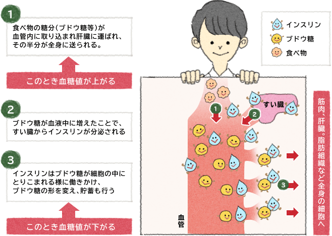 血糖値とgiの関係性 大塚製薬