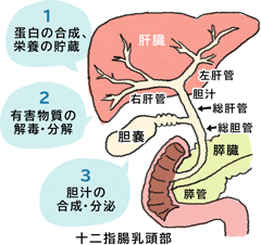 肝臓の役割と肝臓の病気 大塚製薬