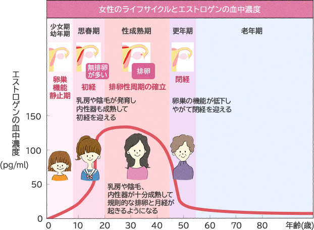 女性のライフサイクルとエストロゲンの血中濃度