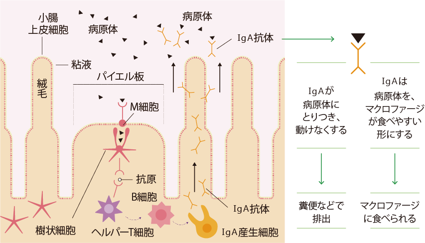 IgAの図解