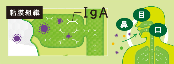 粘膜組織の役割