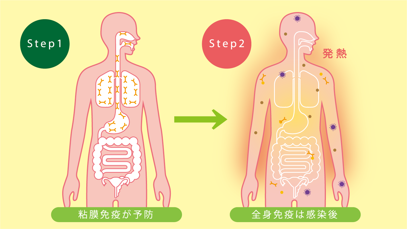 免疫のステップ