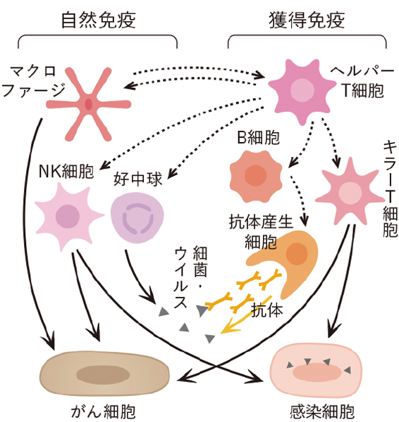 全身免疫の仕組み