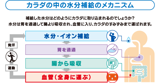 カラダの中の水分補給のメカニズム