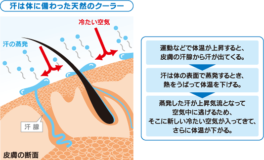 汗は体に備わった天然のクーラー