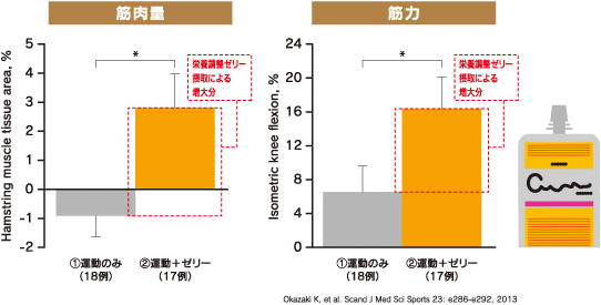 筋肉量／筋力