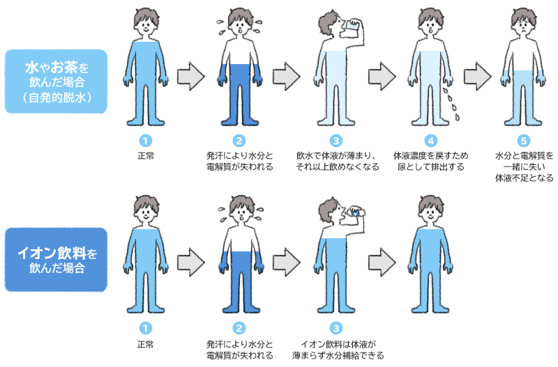 水 を 飲ん で から 尿 に なる まで の 時間