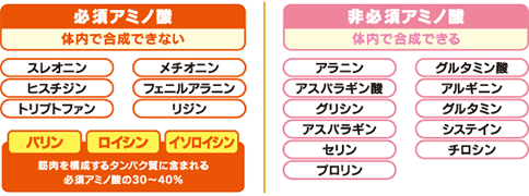 スポーツ活動におけるBCAA(分岐鎖アミノ酸)の機能｜大塚製薬