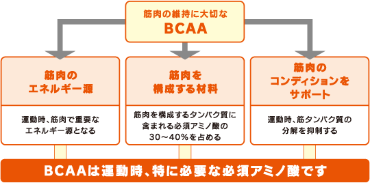 BCAAは運動時、特に必要な必須アミノ酸です