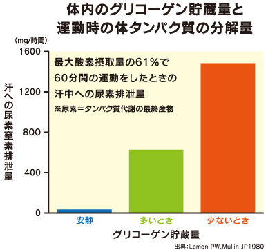 体内のグリコーゲン貯蔵量と運動時の体タンパク質の分解量