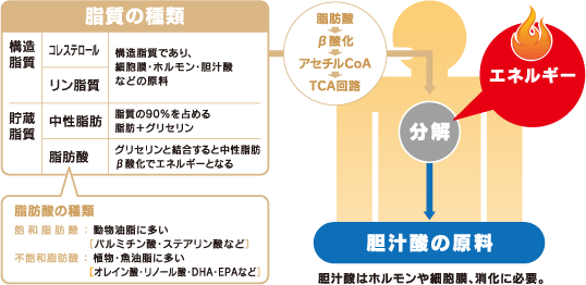 脂質は効率のよいエネルギー源 大塚製薬