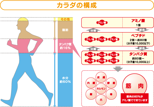 カラダの構成