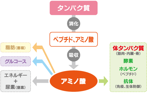 タンパク質 タンパク質とは?