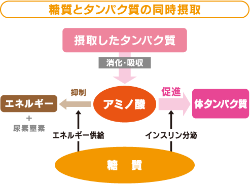 Images of タンパク質 - JapaneseClass.jp