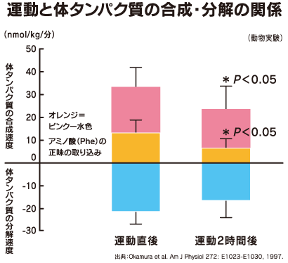 運動と体タンパク質の合成・分解の関係