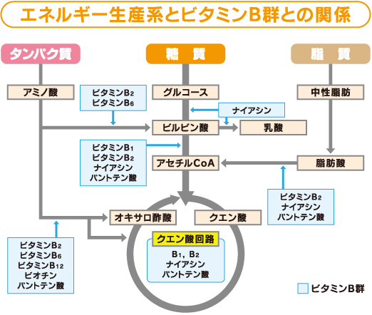 ã¨ãã«ã®ã¼çç£ç³»ã¨ãã¿ãã³Bç¾¤ã¨ã®é¢ä¿