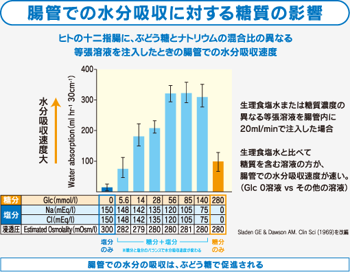 腸管での水分吸収に対する糖質の影響