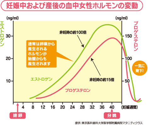 妊娠中および産後の血中女性ホルモンの変動