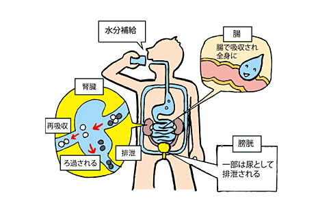 身体と水分 大塚製薬