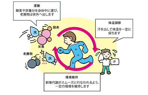 水分 量 増やす 体 水分不足は老化一直線！？体内水分量をアップする方法