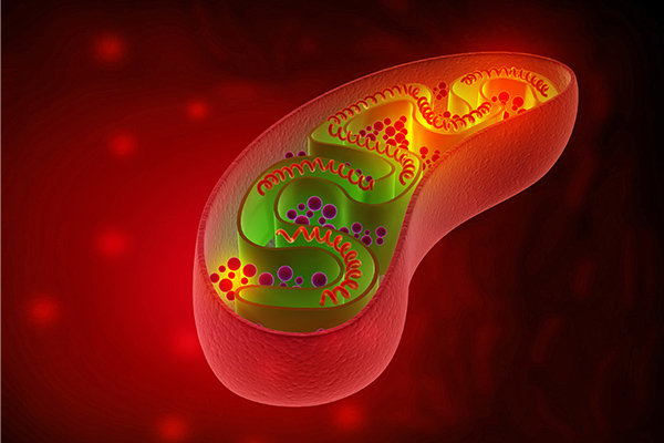 ミトコンドリアが活性化しているイメージ