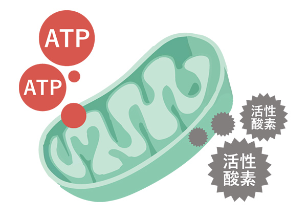 ミトコンドリアから産生されるATPと活性酸素
