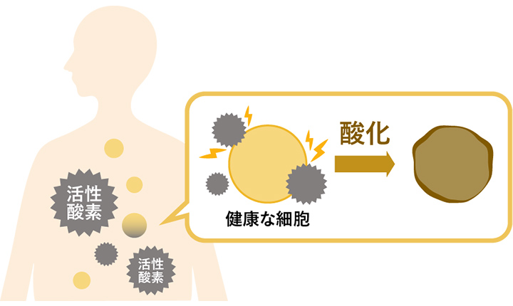 体内で起こる酸化のイメージ