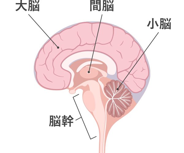 大脳・間脳・小脳・脳幹の位置を示した脳の断面図