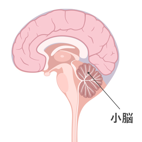 小脳の位置を示した脳の断面図