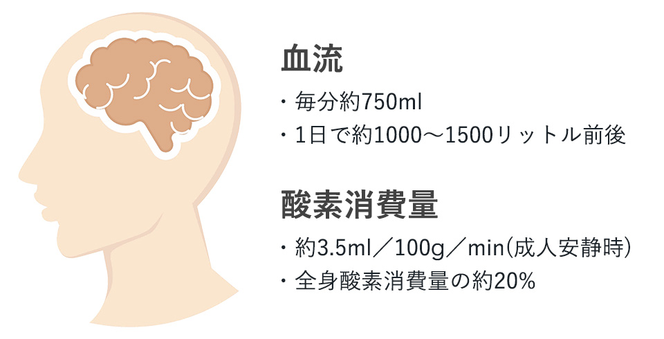 脳に供給される血流と酸素消費量