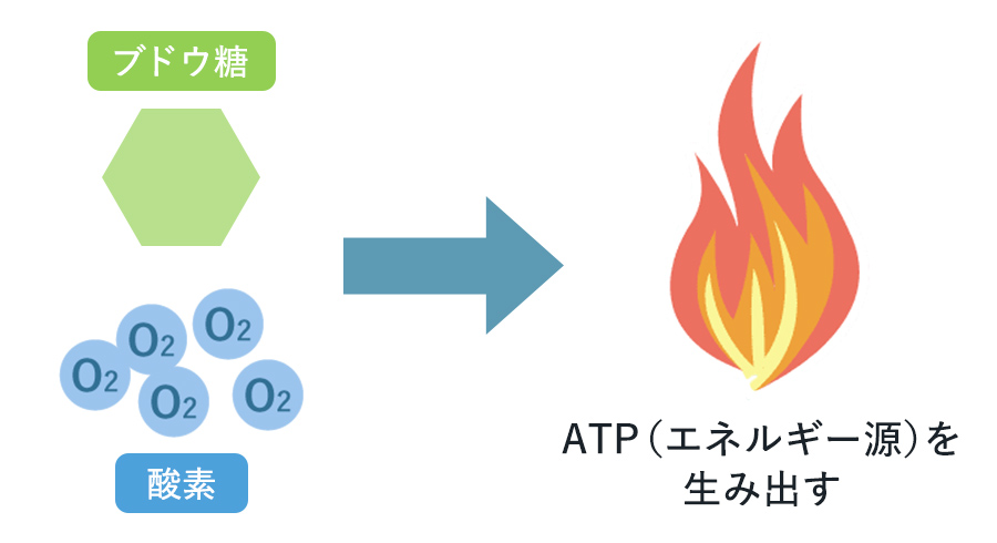 酸素とブドウ糖から産生されるATP