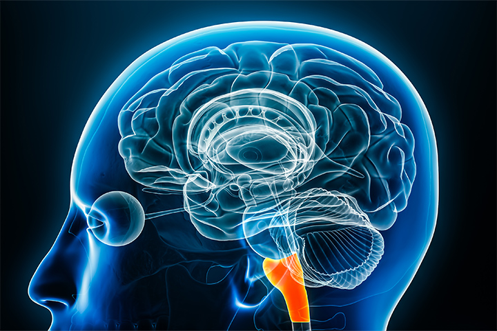 延髄の呼吸中枢のイメージ