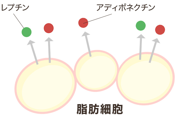 脂肪細胞から分泌されるレプチンやアディポネクチン