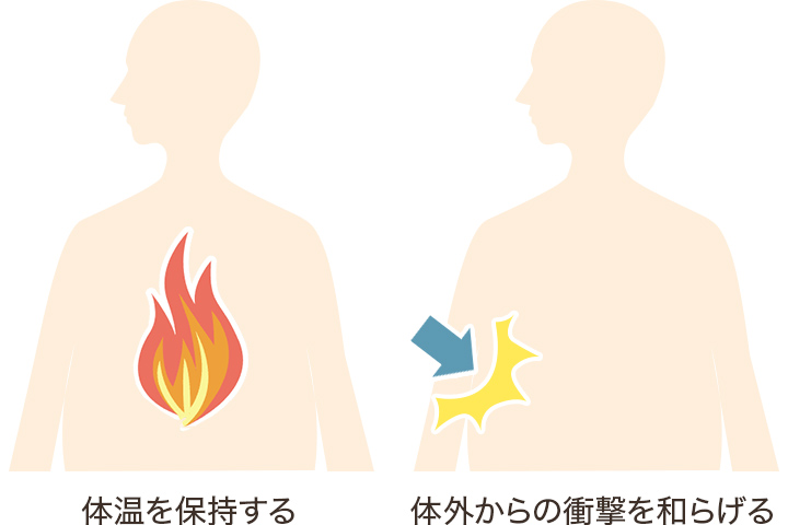 外界の温度変化に対する脂肪の役割