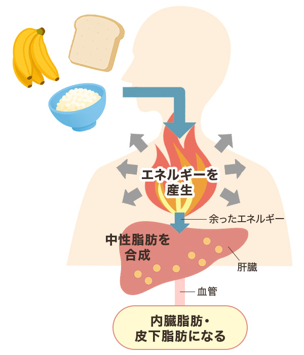 カロリーが中性脂肪から皮下脂肪・内臓脂肪になるしくみ