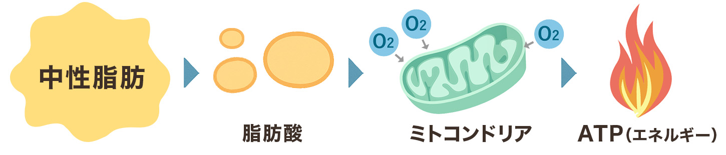 中性脂肪がエネルギーになる流れ