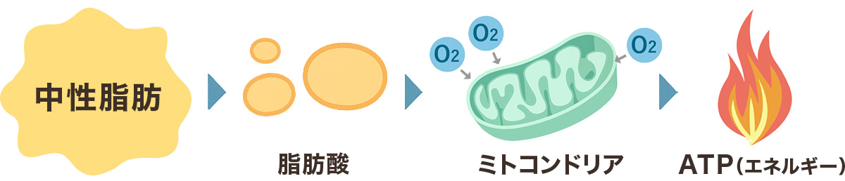 中性脂肪がエネルギーになる流れ